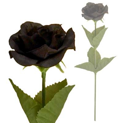 Black roses