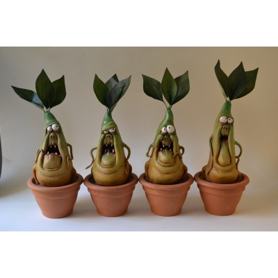 Mandragora Steinitz - large Mandragora Steinitz - large