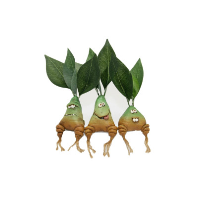 Mandragora di Steinitz - piccola senza vaso Mandragora di Steinitz - piccola senza vaso