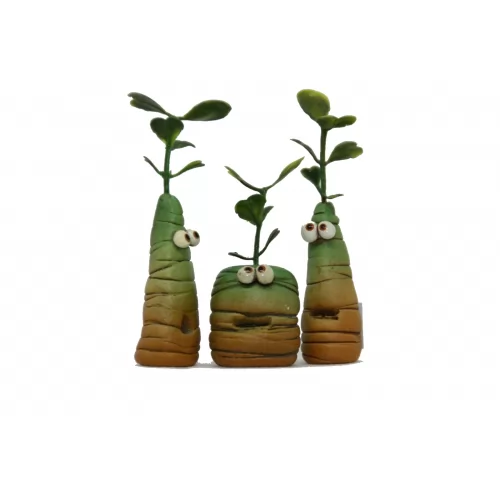 Mandragora Steinitz - mini