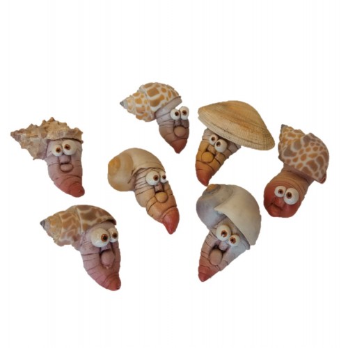 I molluschi.